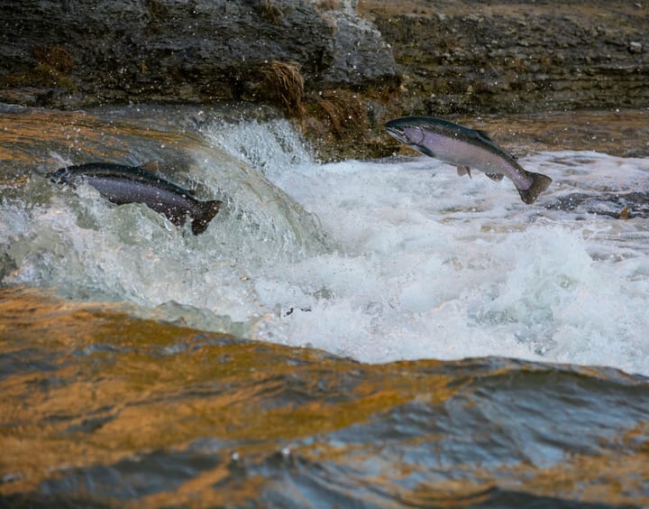 Being the Salmon in a River of Features: The QA Struggle Nobody Sees